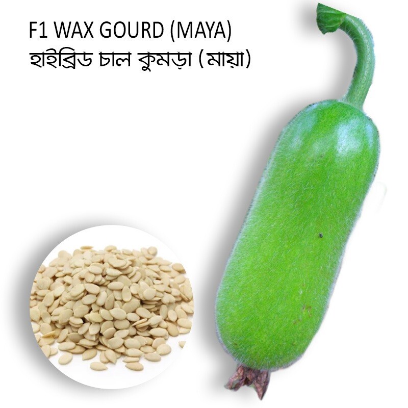 10 Hybrid Hairy skin gourd seeds Maya Chal kumra Bangladeshi wax gourd