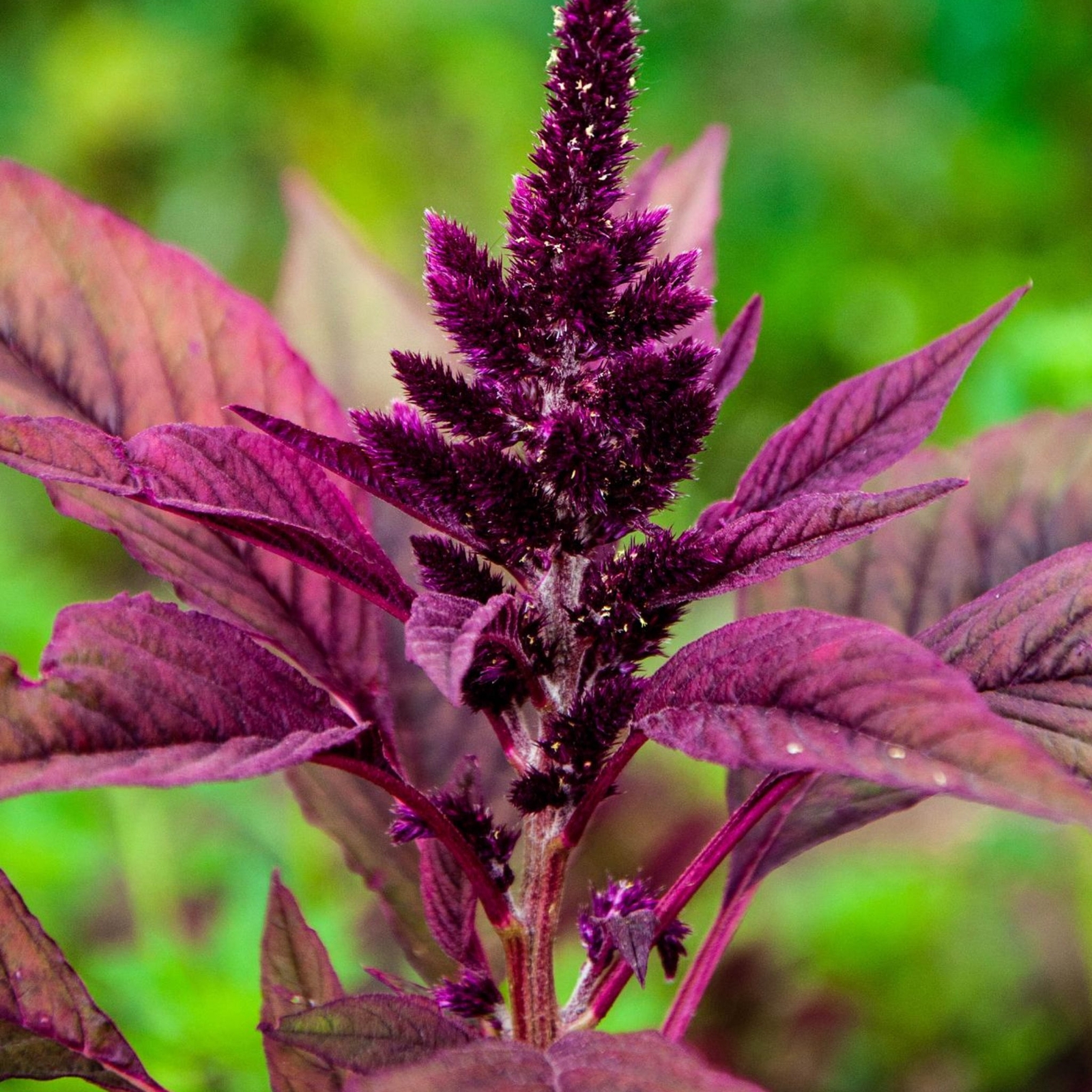 Red Amaranth – Seeds – Organic – Non Gmo – Heirloom Seeds – Flower Seeds