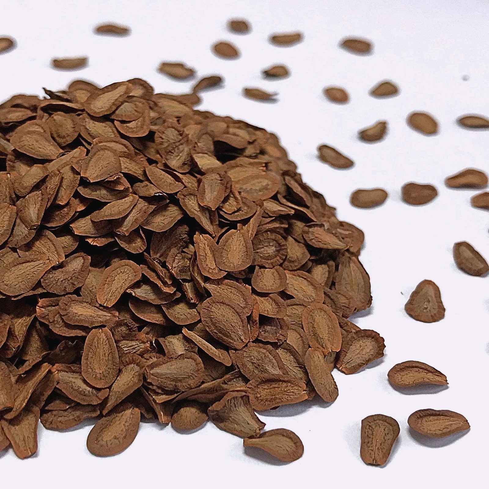 Common Milkweed Seeds (Asclepias syriaca) ~Native Wildflower Pollinator Garden