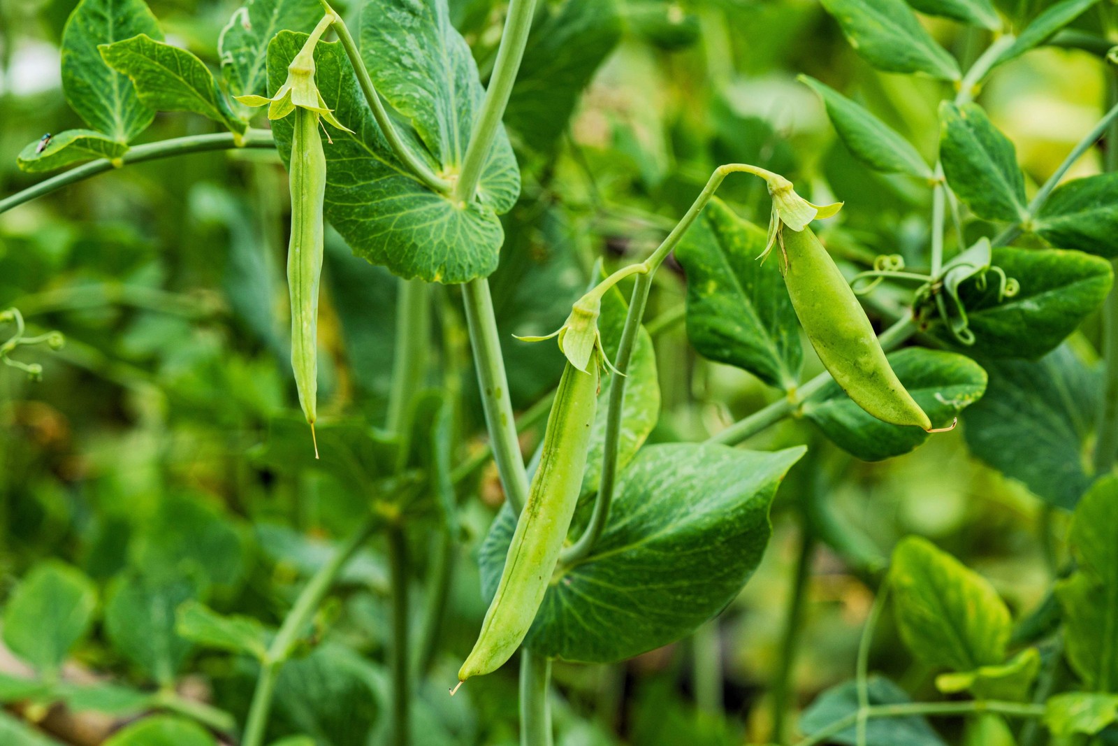 50 MAMMOTH MELTING SUGAR PEA Stringless Snow Pea Pisum Sativum Vegetable Seeds