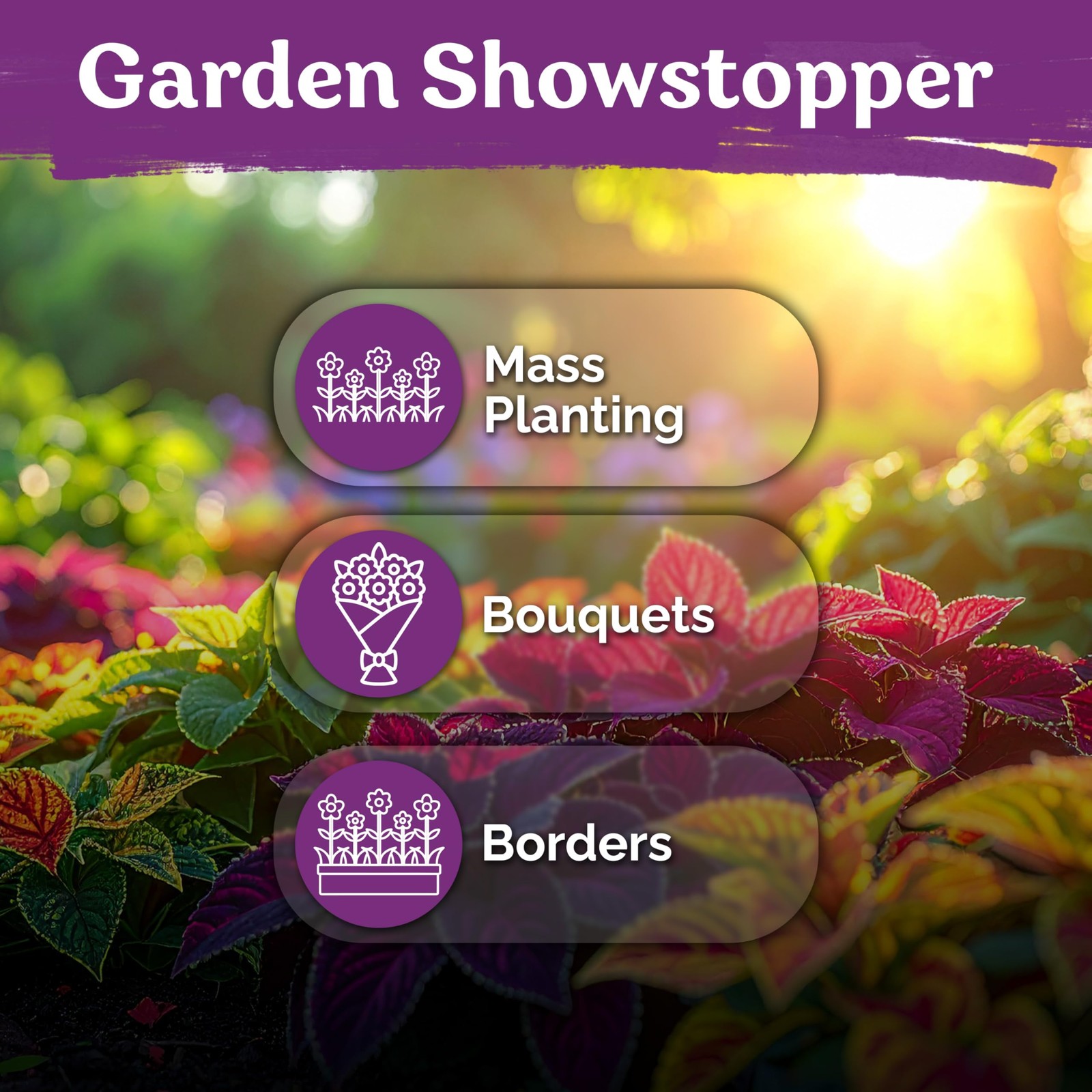 KVITER 3,200 Rainbow Coleus Mix Seeds (Plectranthus Scutellarioides), 2 Pack