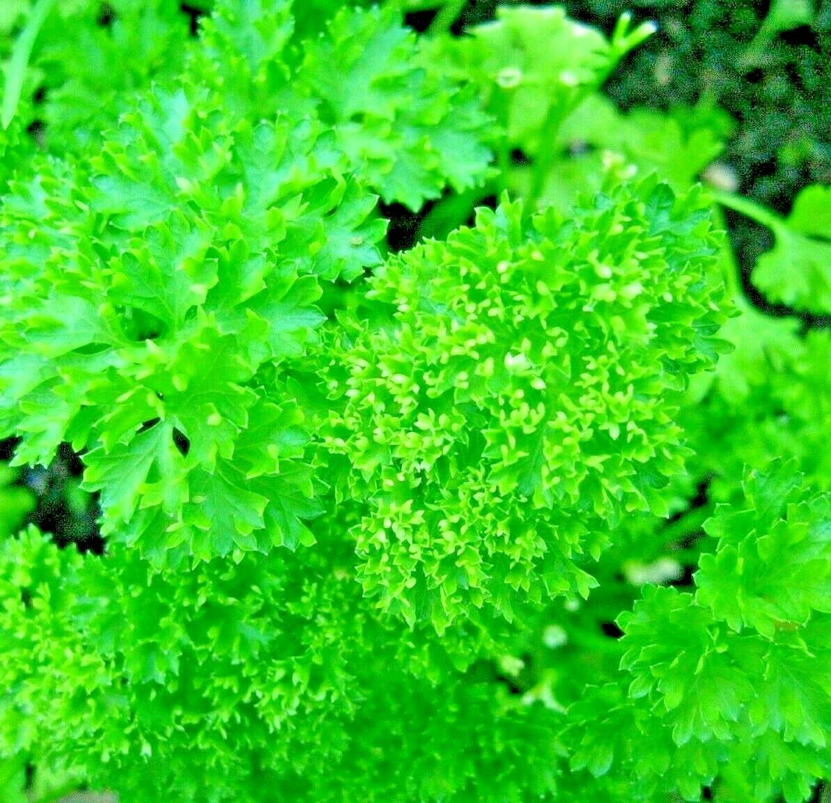 2000+ PARSLEY SPRING SEEDS HERB GARDEN VEGETABLE NON-GMO HEIRLOOM CURLED GREENS