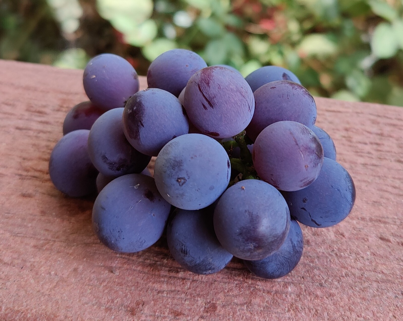 1 (One) Live Plant (Seedling) of “KYOHO” GRAPE about 4-17″ tall