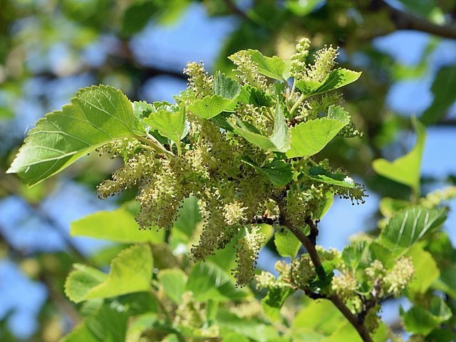 Morus alba | White Mulberry | 20 Seeds