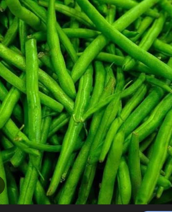BEAN, PROVIDER BUSH, HEIRLOOM, 50+ SEEDS, NON GMO, GREEN BEANS