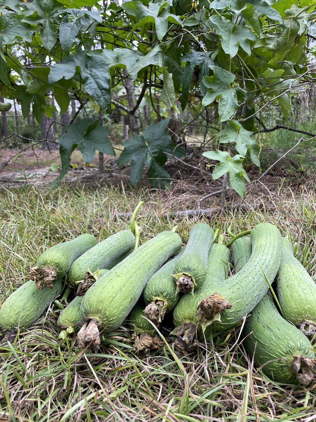 20 Luffa seeds 2023 fall fresh Non-GM Organic 丝瓜 种子