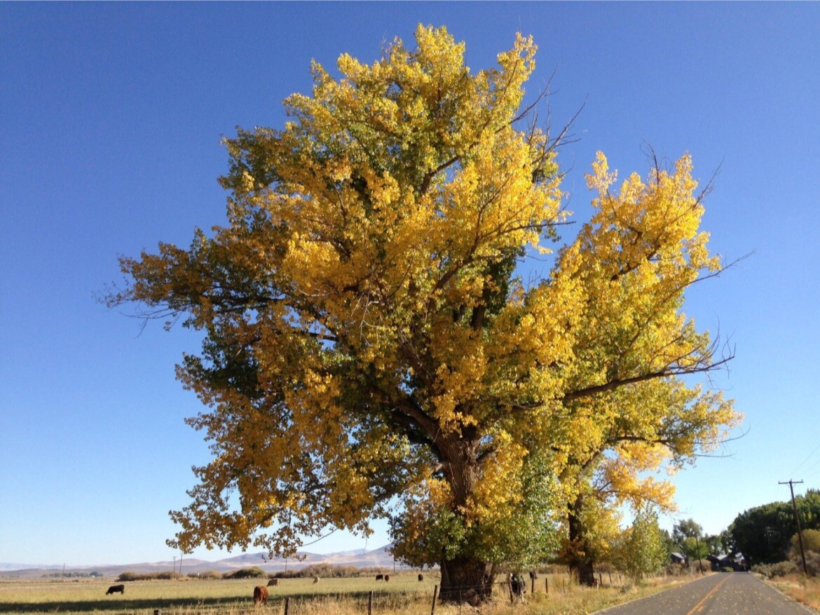 Cottonwood Tree, 1 year old healthy plant, Populus Fremontii 8-12 inches tall