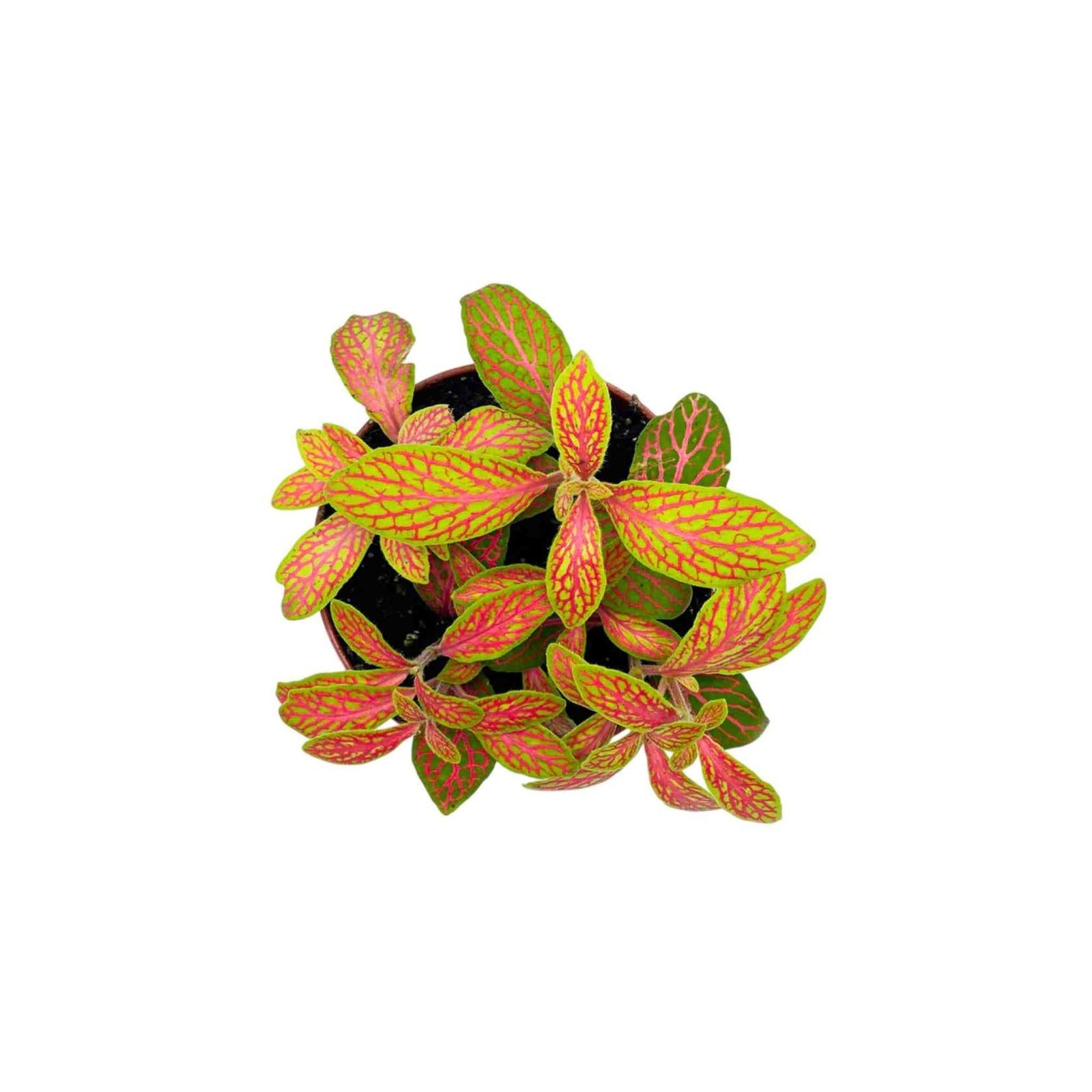 Fittonia Skeleton Live Plant with Striking Foliage for Terrariums and Low Light