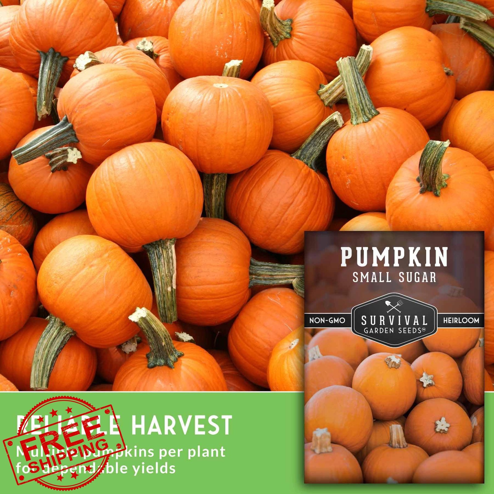 Small Sugar Pumpkin Seeds for Planting – Heirloom Sugar Pie Pumpkins, Sweet B…