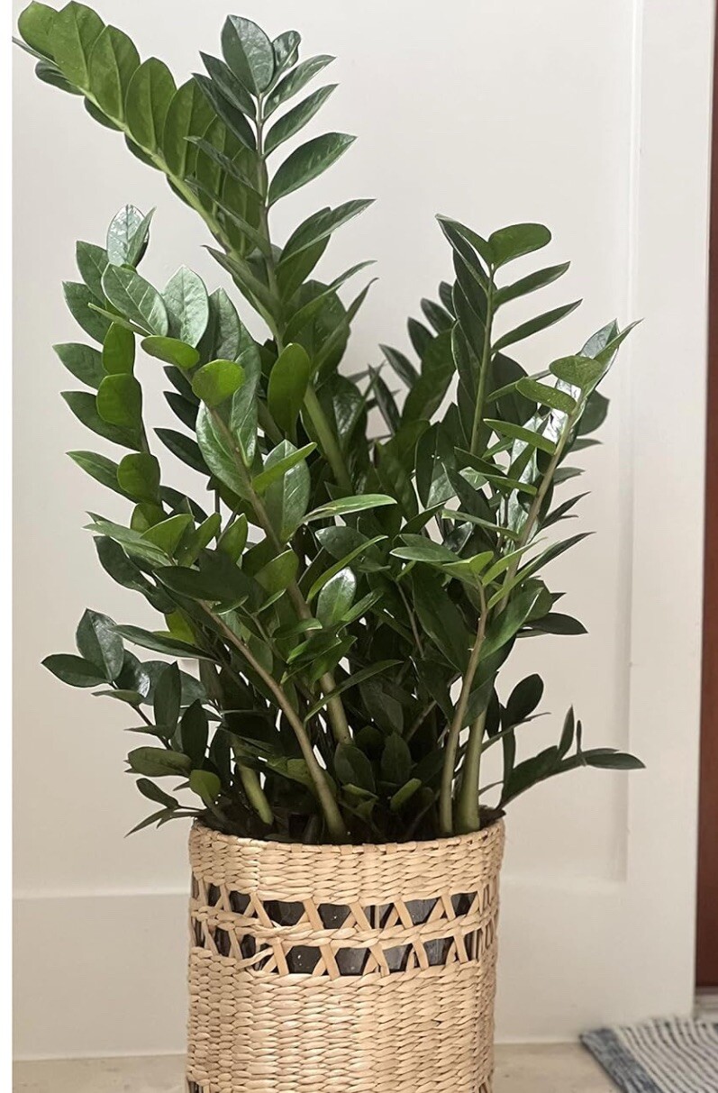 Zamioculcas Zamiifolia 2 Plants in 6″Pots Indoor Zz Plant. Home or Office Décor