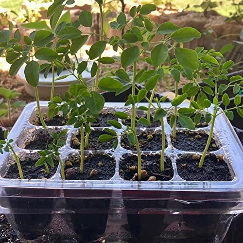 100 Moringa Seeds for Planting | Premium Germination | Malunggay Seeds, PKM1
