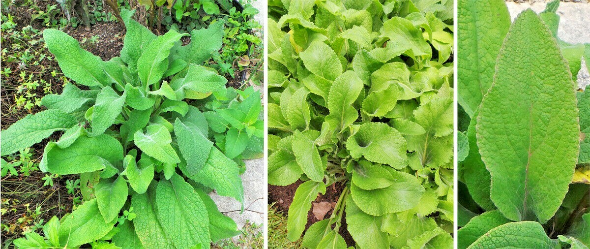 2501+FOXGLOVE MIX Seeds Wildflower Shade Garden Patio Container Cut Flowers Easy