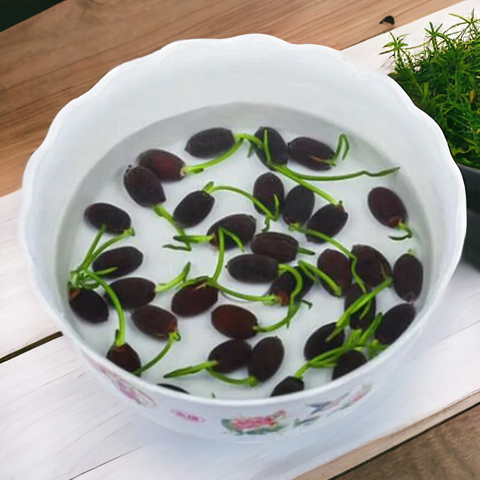 15pcs Lotus Seeds Mixed Color Bonsai Bowl Lotus Indoor Outdoor Aquatic Gardens