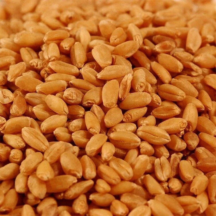 Wheat Grass / Cat Grass Seeds ~ Non-GMO Heirloom ~ Amounts 5 Pounds