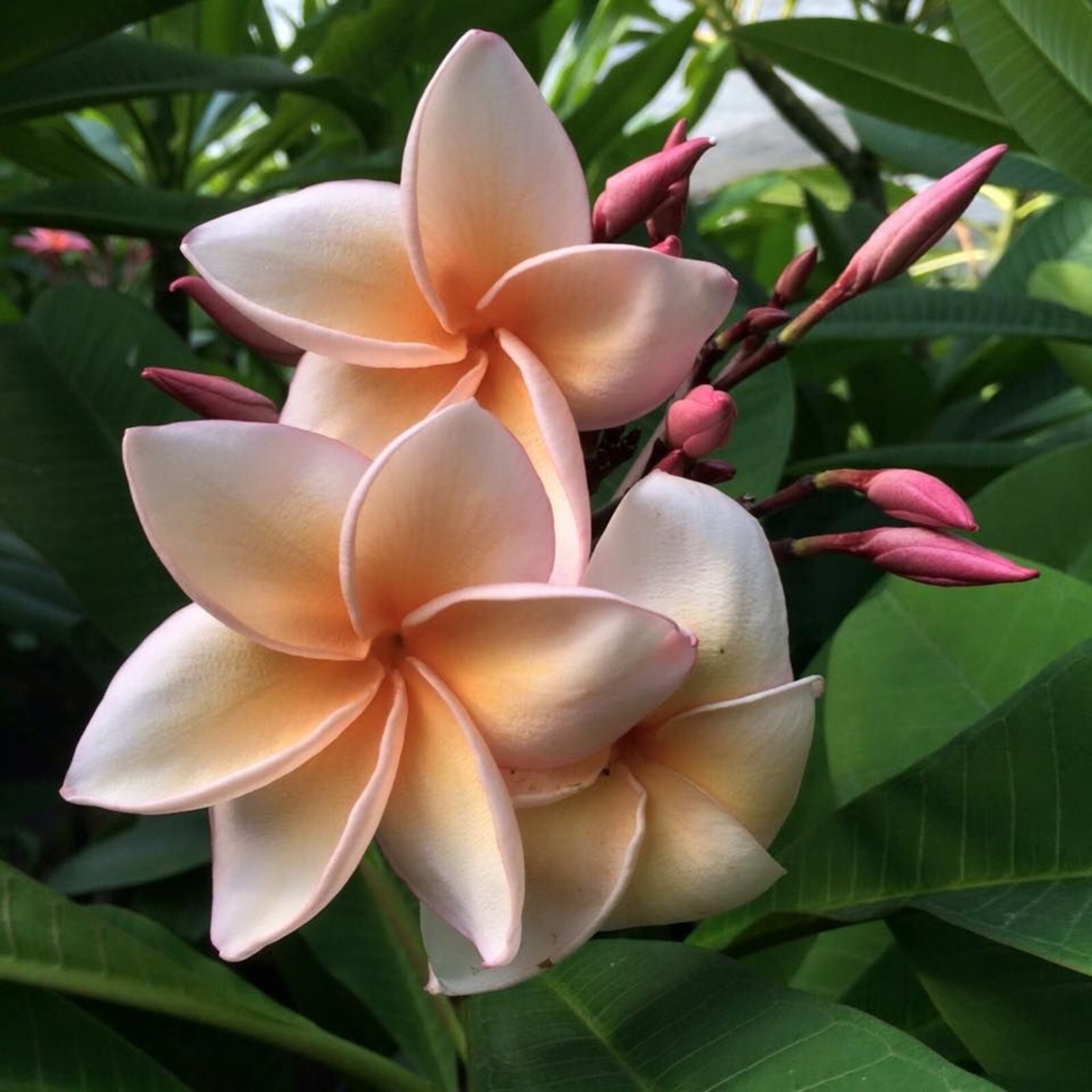 10 Blush Orange Plumeria Seeds Perennial Flowers Flower Frangipani US SELL