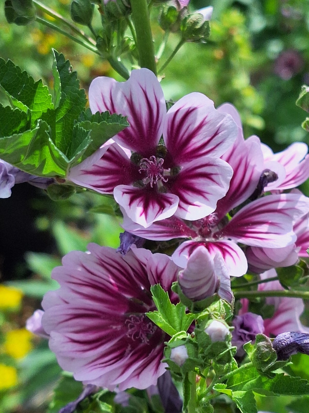 ZEBRA MALLOW 100 SEEDS, WHITE w/PURPLE, ZEBRA STRIPED FLOWERS, MALVA SYLVESTRIS