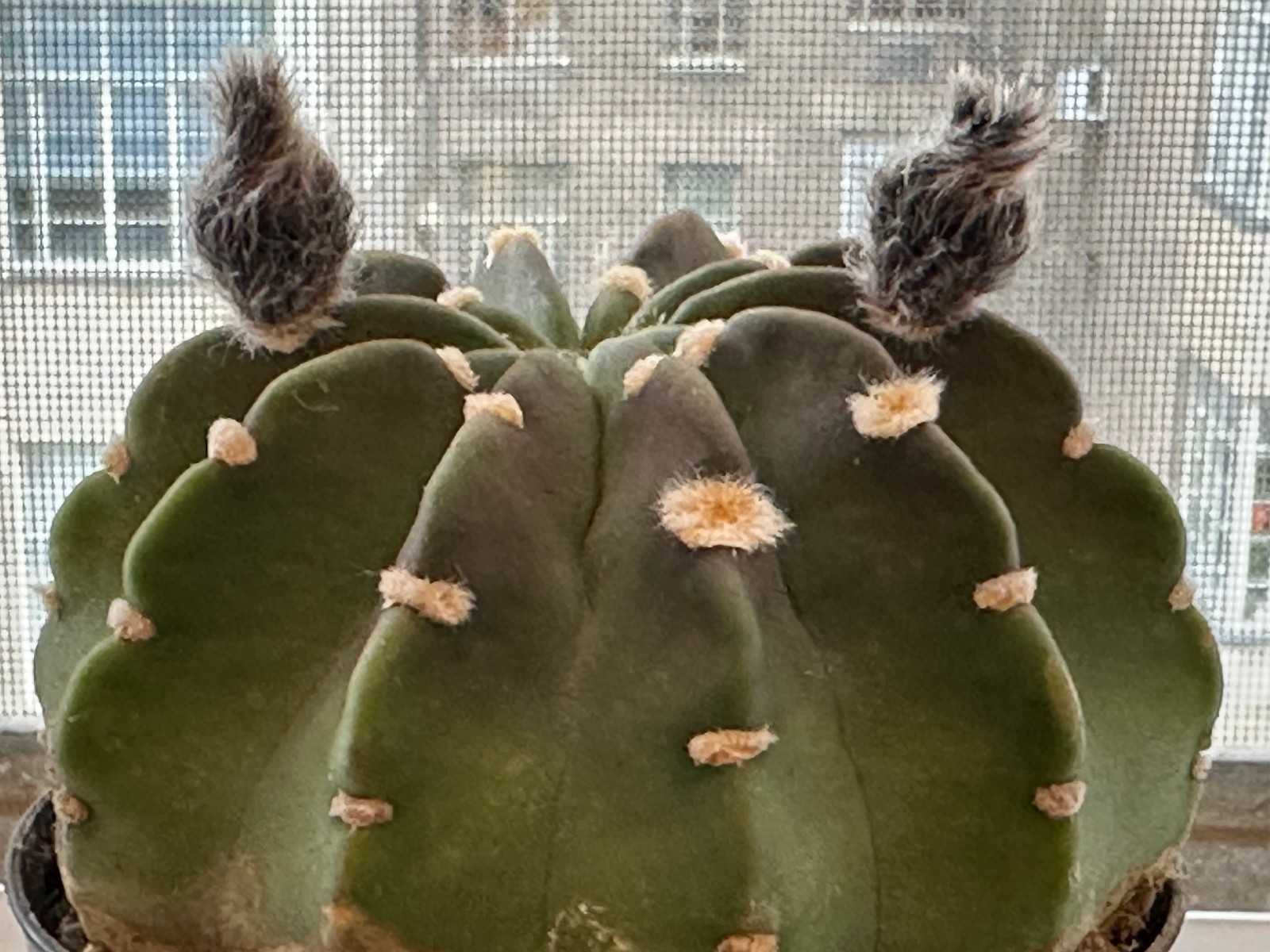 Echinopsis subdenudata Live Domino Easter Lily Cactus in 4″ pot FREE SHIPPING