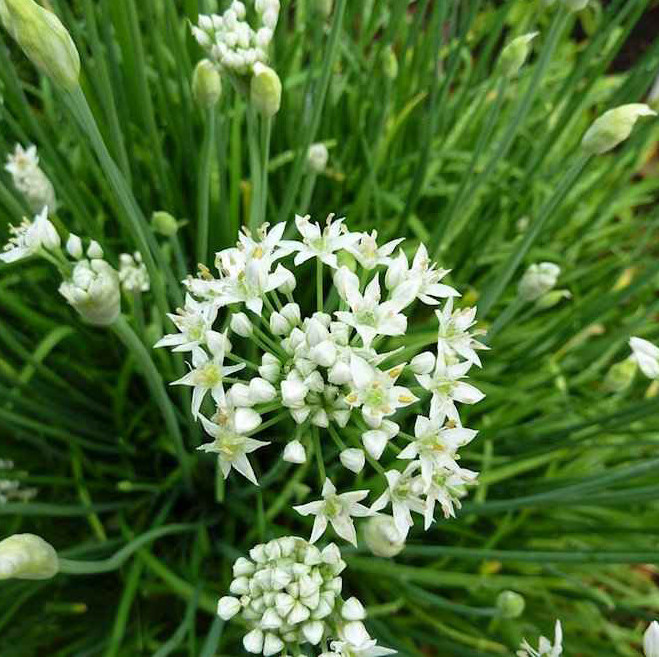 1 Gr (300 Seeds) Garlic Chives Flower Seeds for Plating, Leek Flowering Seeds