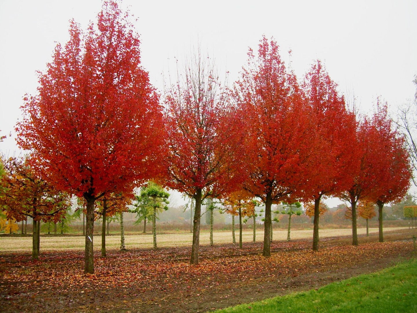 The Pear Tree | Premium Seeds | Pyrus communis ‘Fruit’ | Plants’®