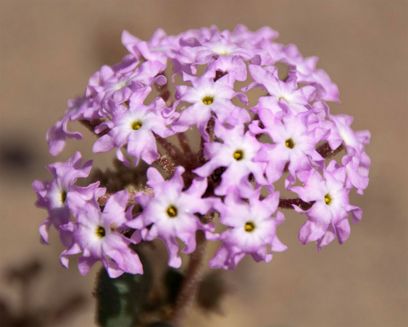 Abronia villosa | Desert Sand Verbena | 5_Seeds