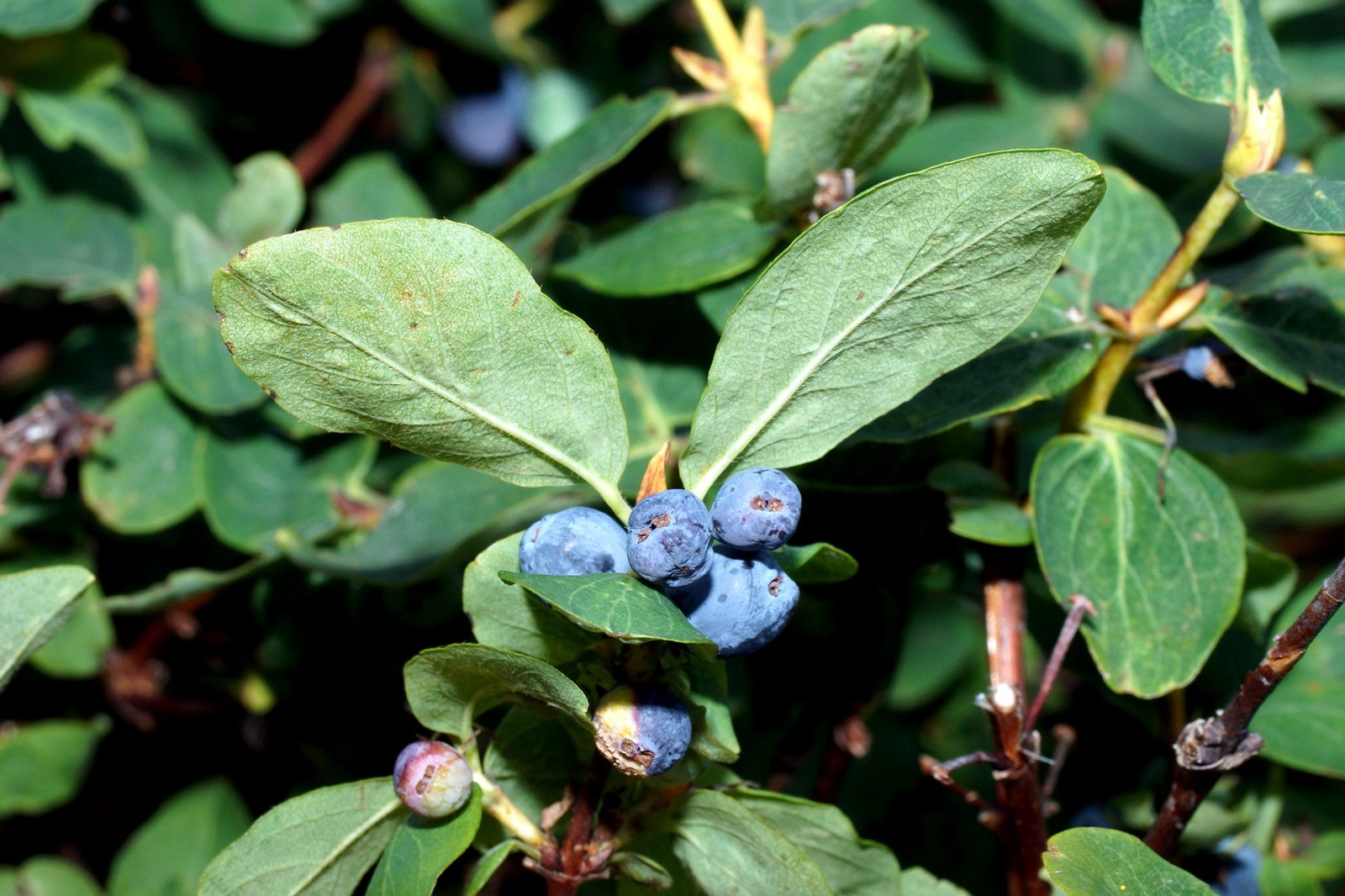 Honeyberry Seeds (Lonicera caerulea) Blue Honeysuckle Fruit Shrub Zone 2 Hardy