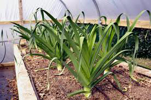 LEEK, AMERICAN FLAG, 25+ SEEDS HEIRLOOM CRISP SWEET FLAVOR GREAT TASTING