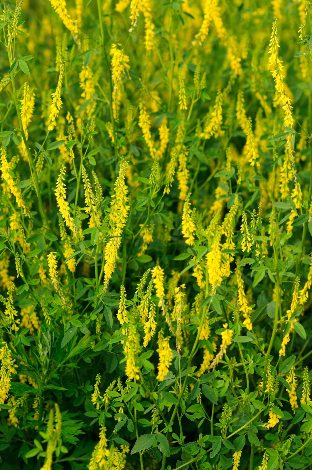 3000 YELLOW SWEET CLOVER Melilotus Officinalis Flower Seeds