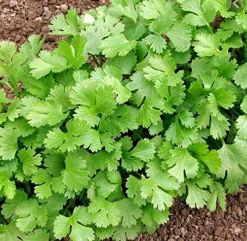 ” 2 FOR 1 SPECIAL/BOGO FREE “Cilantro Seeds | NON-GMO | Vegetable Seeds (500ct)