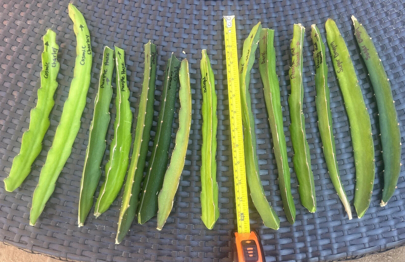 LOT of 7 SETS of 2 ,Dragonfruit,Live,Plant, Mixed Cuttings Pitaya Ready to Grow