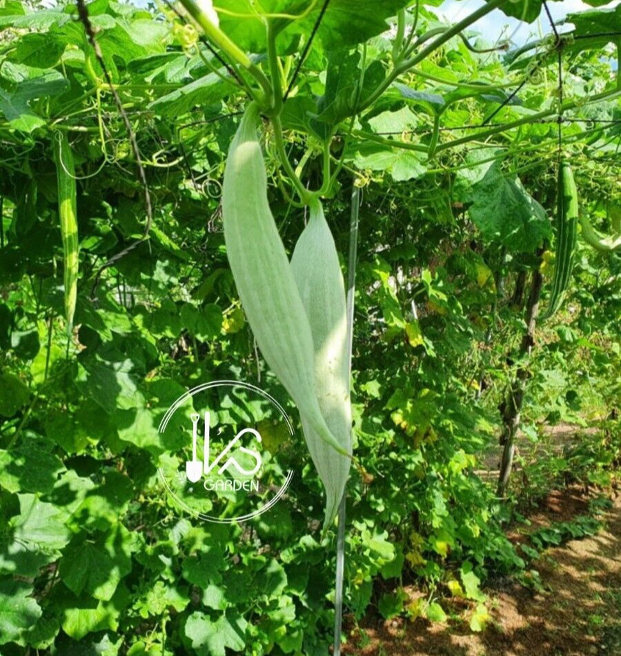10 PCS WEST BITTER MELON, BALSAM PEAR, KU GUA, FOO GWAH, KHỔ QUA TÂY