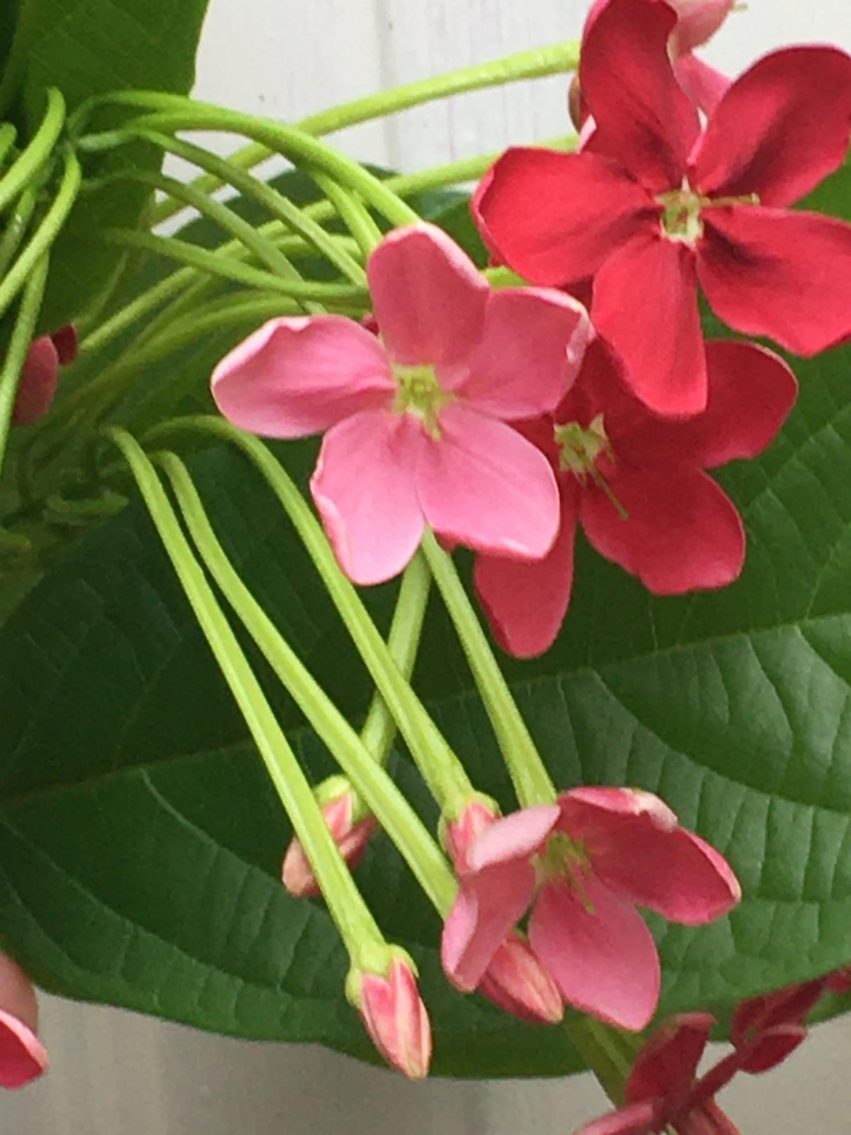 Combretum indicum Rangoon creeper Single flower live plant