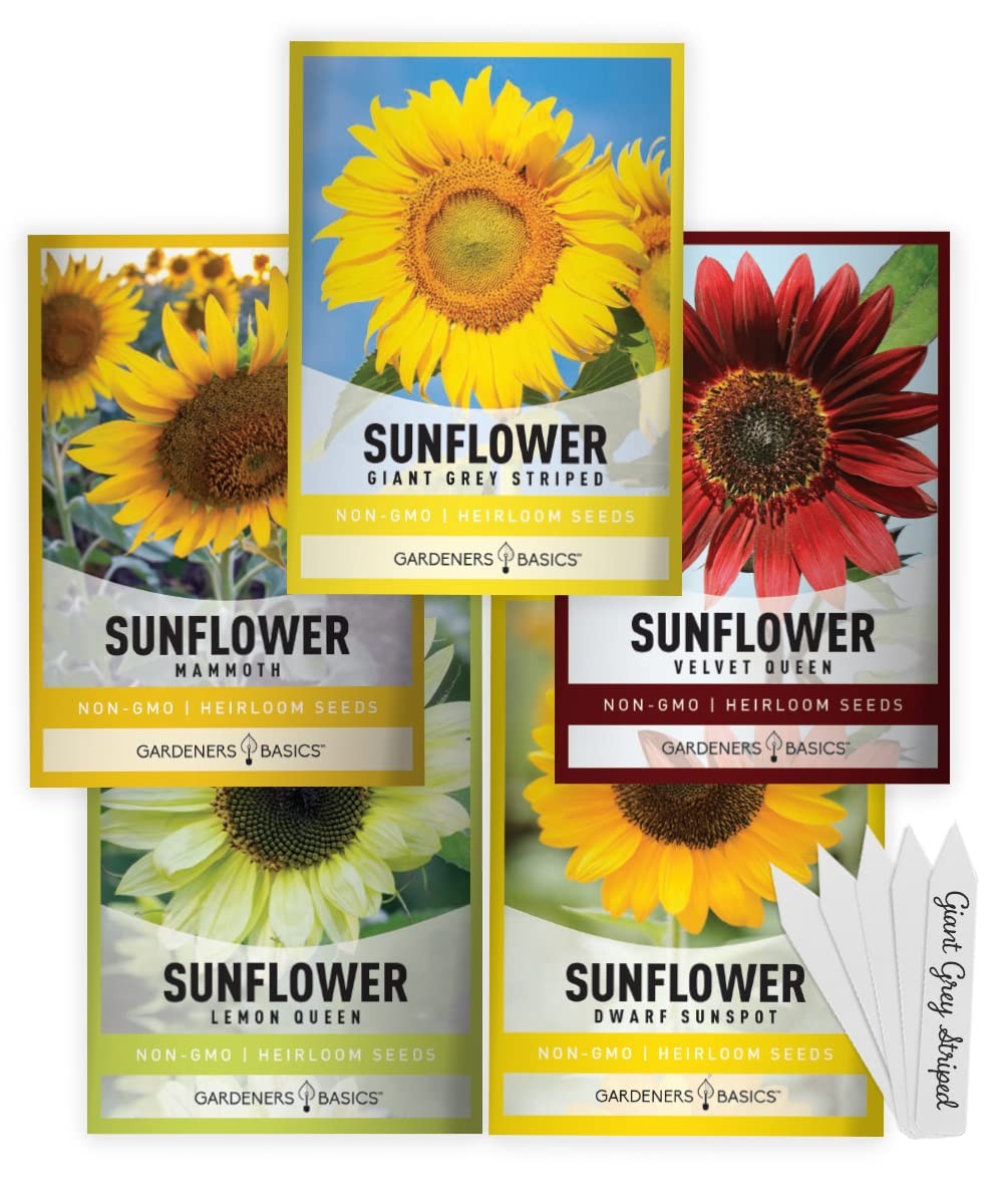 Sunflower Growing Kit – 5 Giant & Colorful Sunflowers Gifts for – Non-GMO Hei…