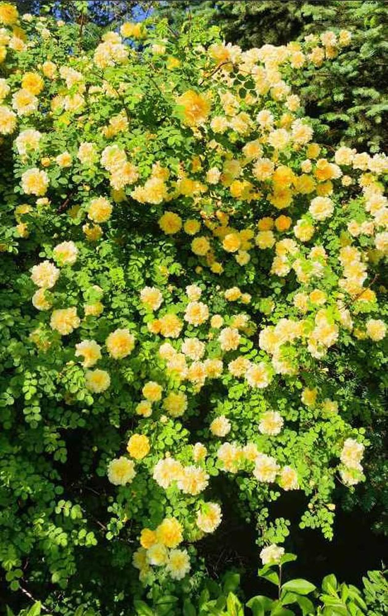 100PCS Yellow Climbing Rose Seeds Rare Non-Gmo Heirloom Seeds
