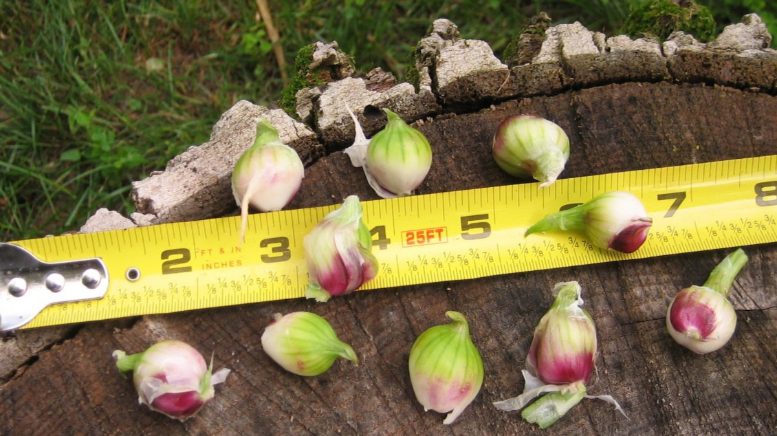 Egyptian Onions Catawissa Winter Walking Topset Spring Bulbs 10 Planters Jumbo