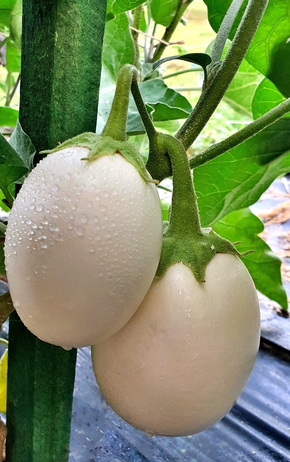 White Egg Eggplant 50 – 10K Seeds Aubergine Compact Container plant NON GMO