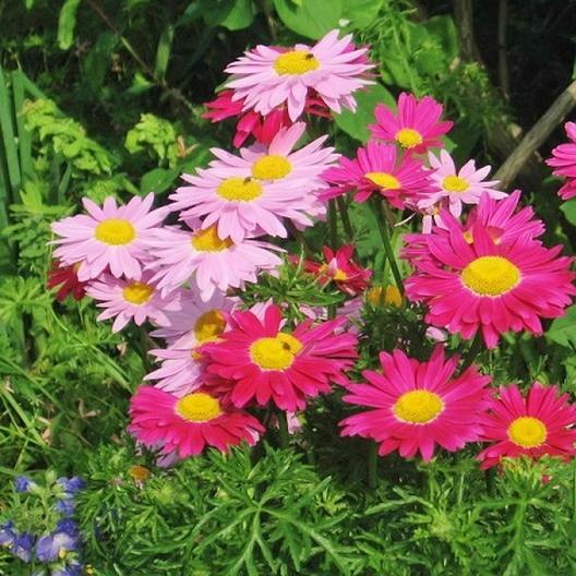 Painted Daisy ROBINSONS GIANT MIX Perennial Huge Cut Flowers Non-GMO 50 Seeds!