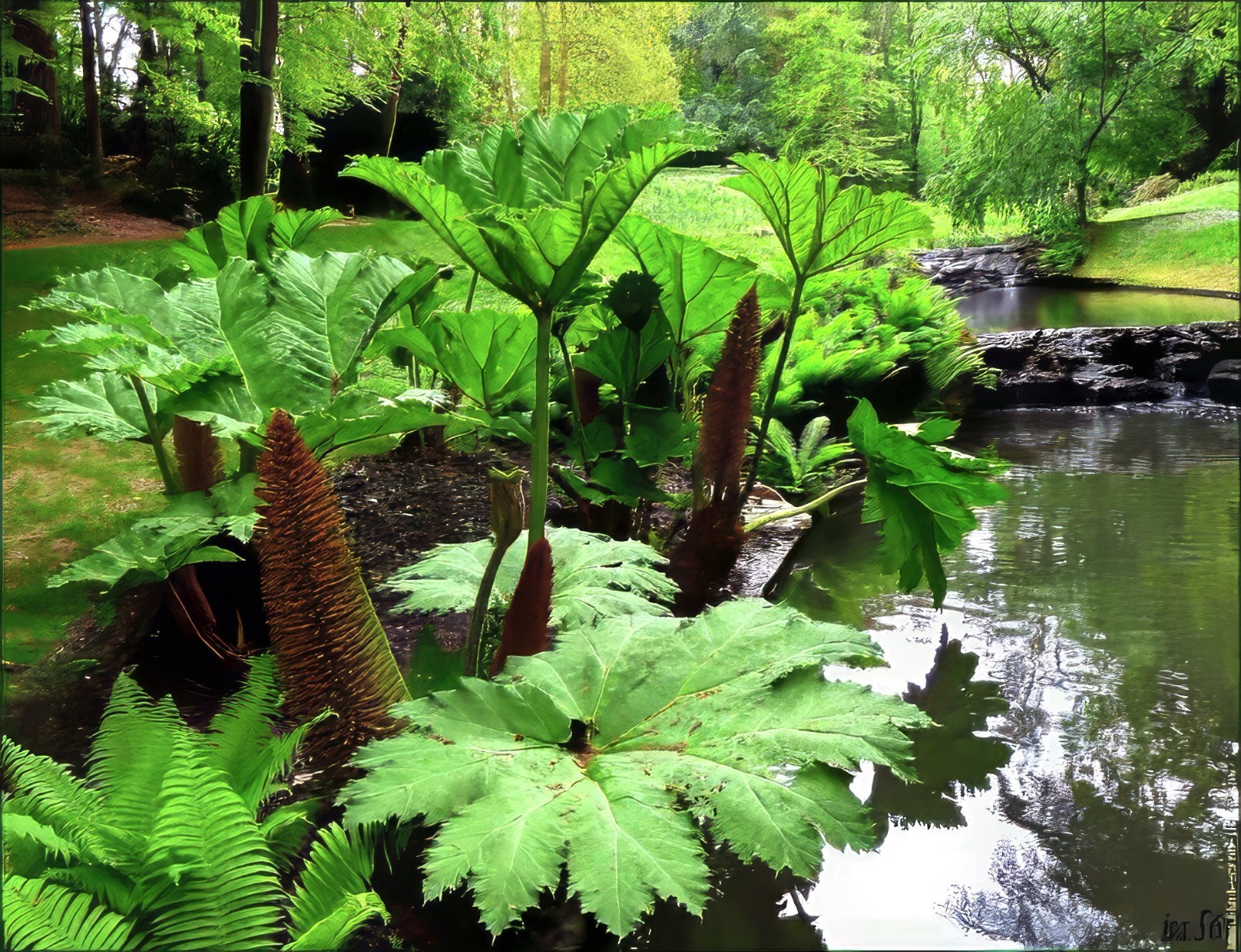 25 GUNNERA MANICATA SEEDS “Dinosaur Food” Giant Hardy Exotic Flower Plant RARE!