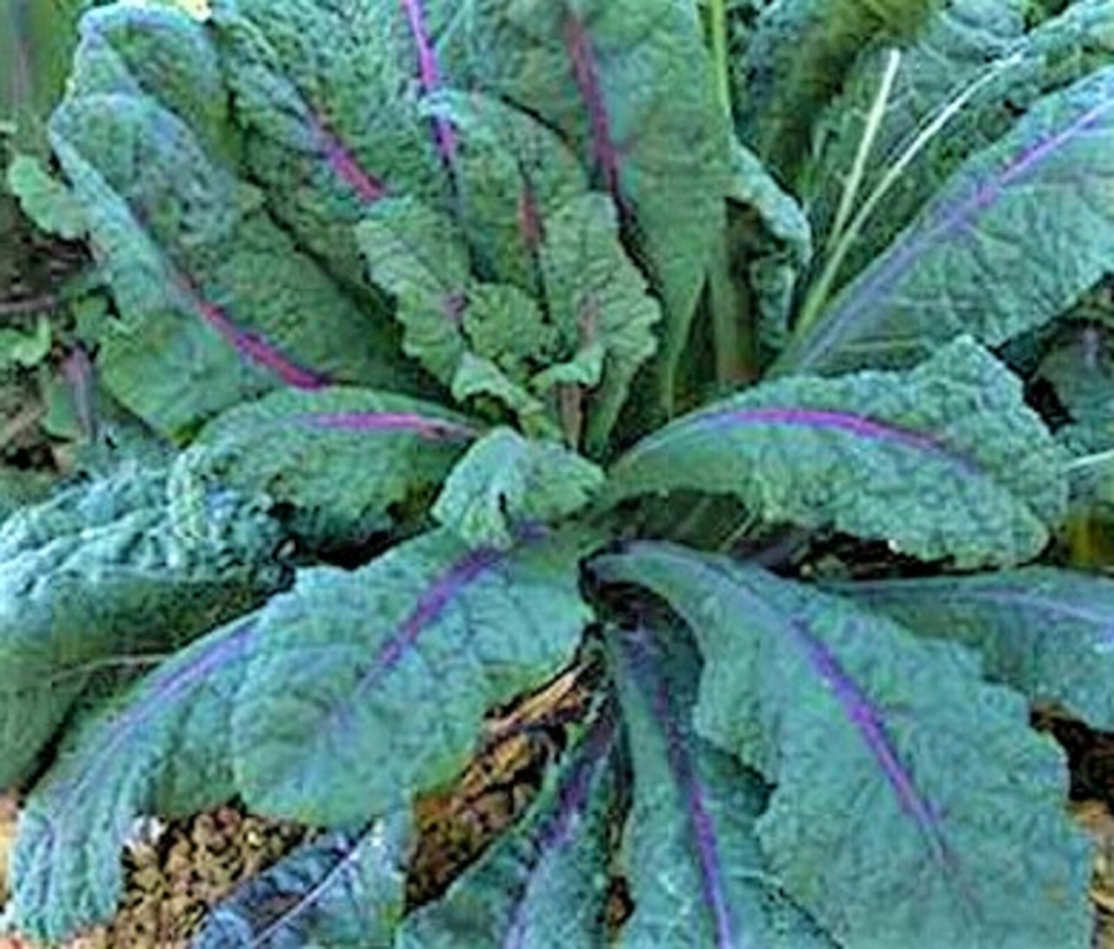 Dazzling Blue Kale Seed NON-GMO 100+ SEEDS –BUY 4 ITEMS FREE SHIPPING