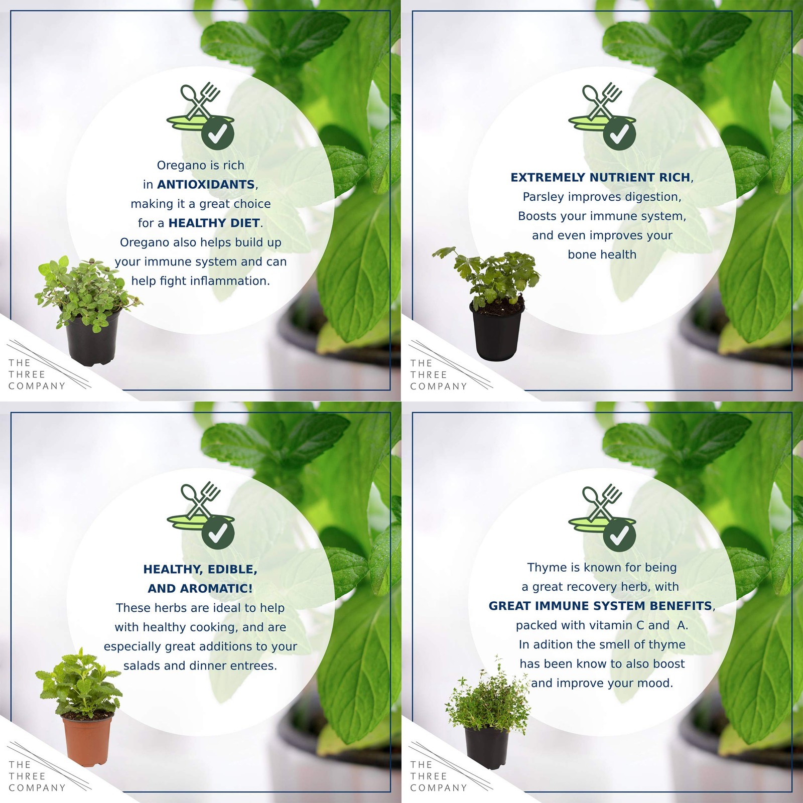 Live Herb – Assortment (6 Per Pack) – Grower’s Choice Varieties, Rosemary, Eu…