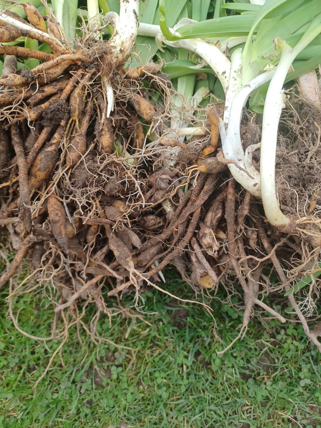 ORANGE DITCH LILIES 35+ Plants With Over A 100 Tubers Freshly Dug.