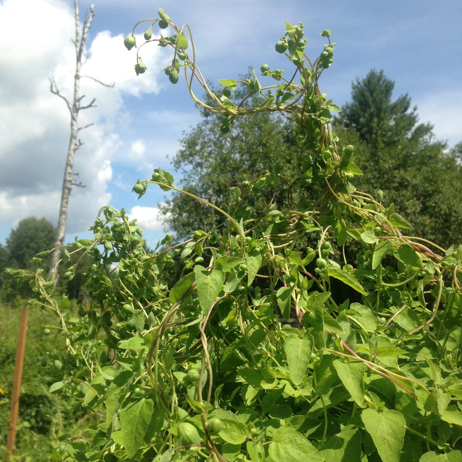 Codonopsis Seeds (Codonopsis pilosula) ~Traditional Herb Perennial Garden