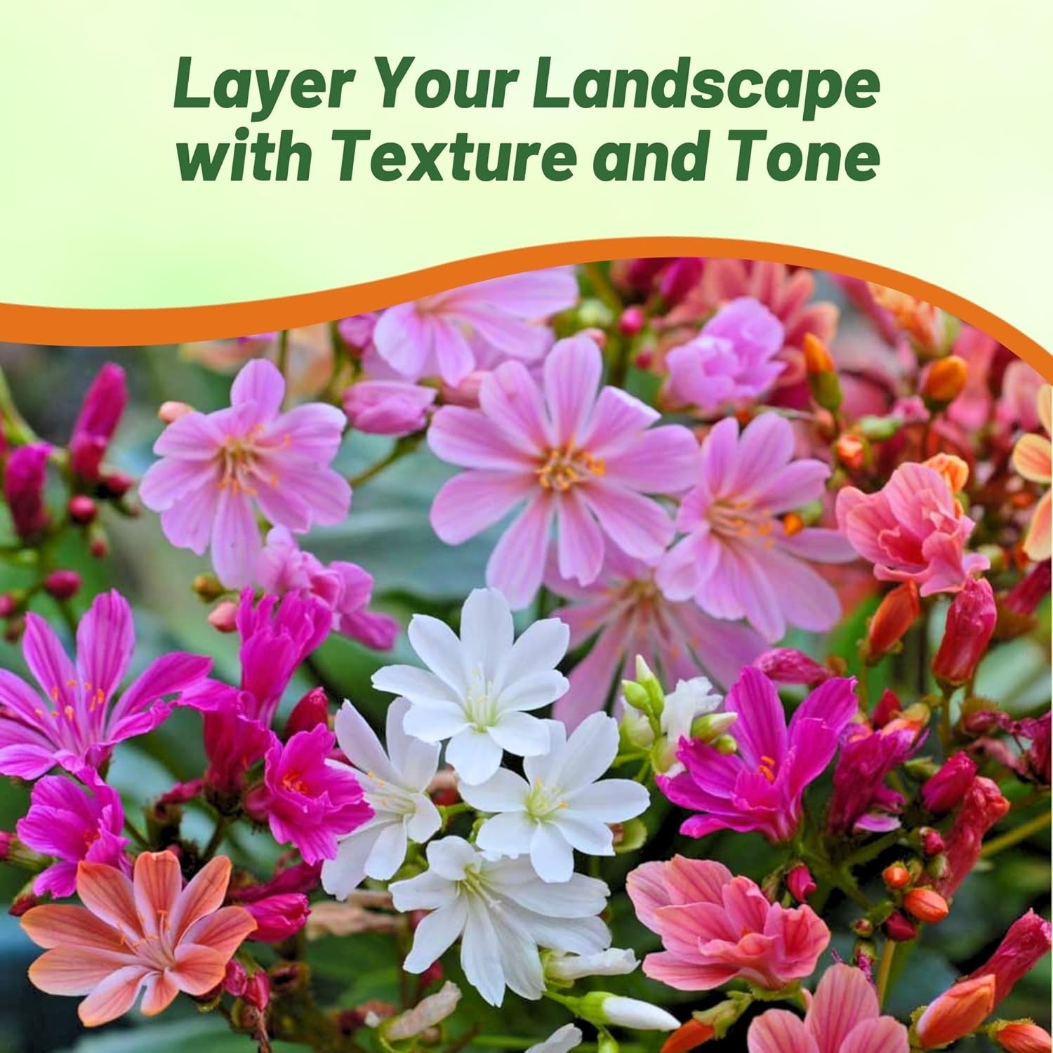 50 Seeds Lewisia Seeds – Lewisia Rainbow Hybrids Flower Seed Mix