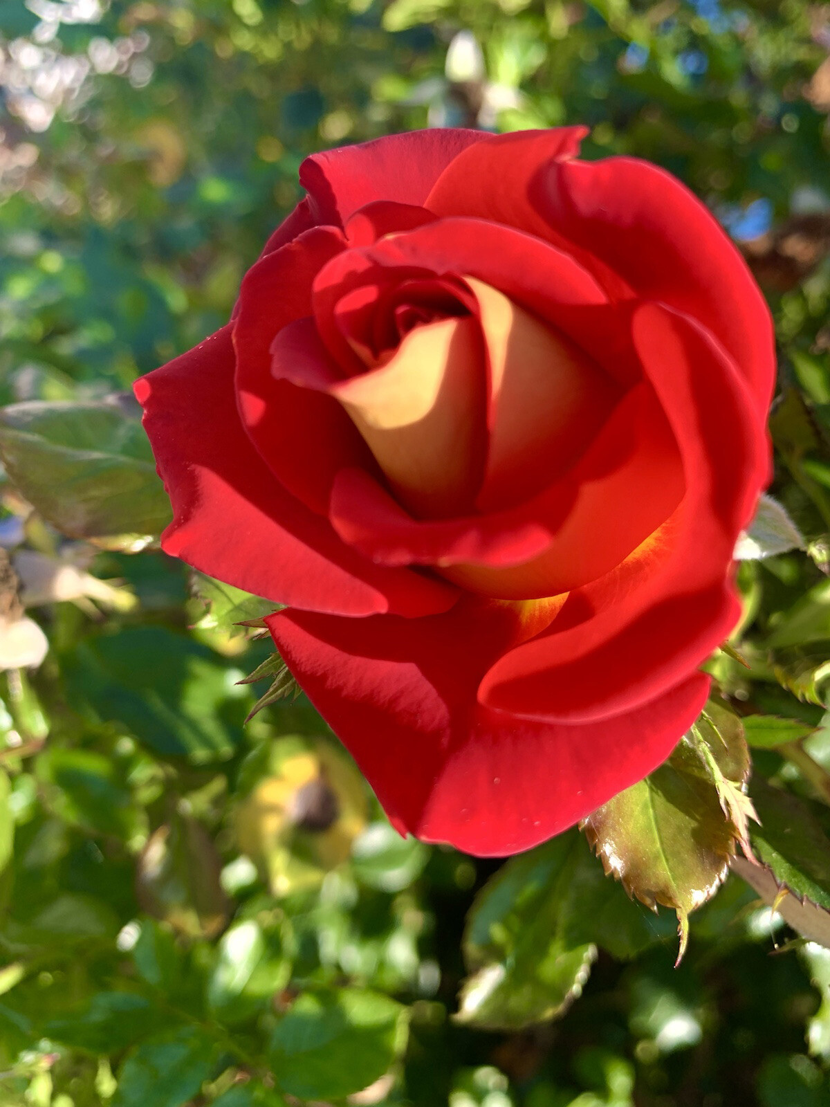 Yellow-Red Ketchup-Mustard Rose – 10 Seeds 2024 – USA seller