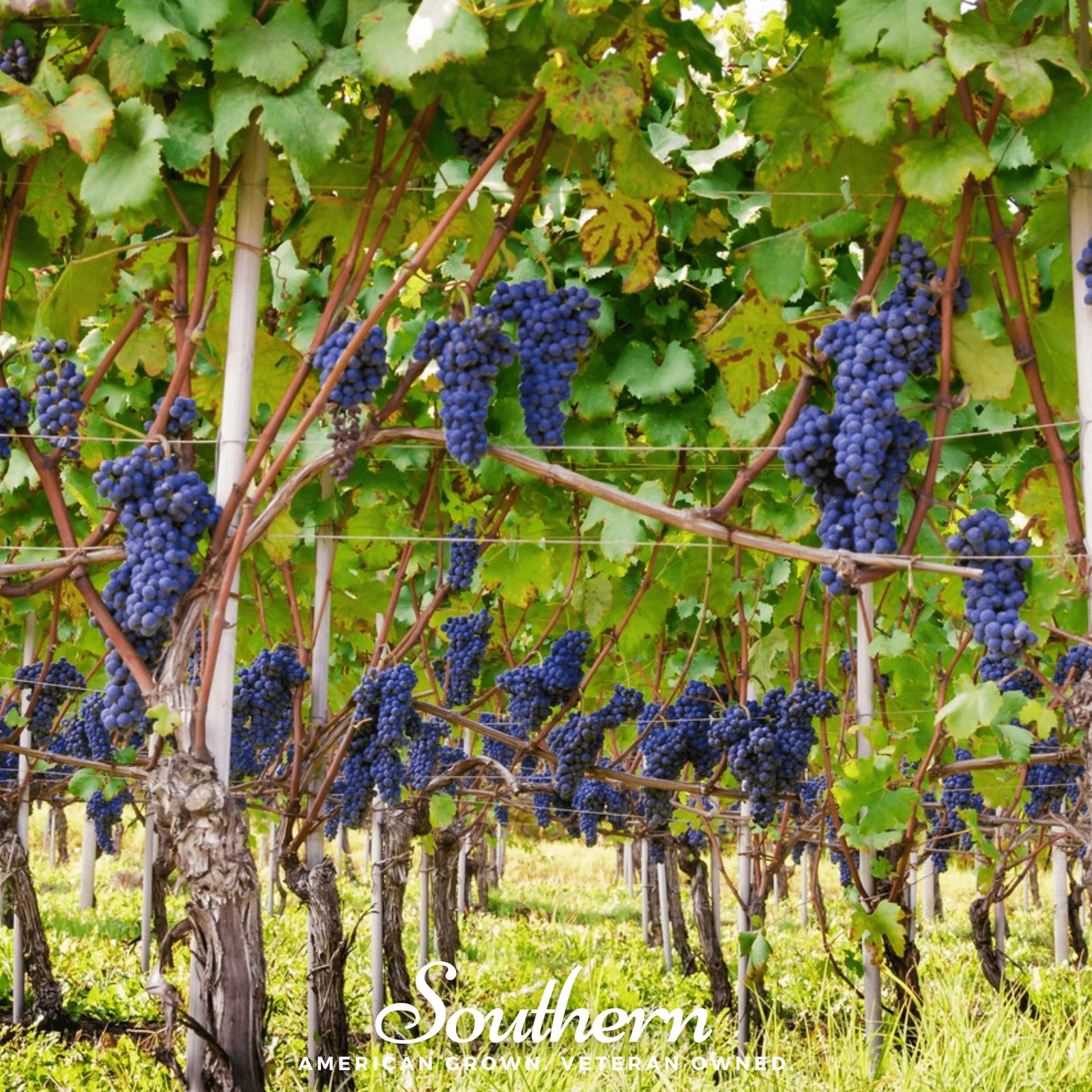 Wine Grapes – 35 Seeds