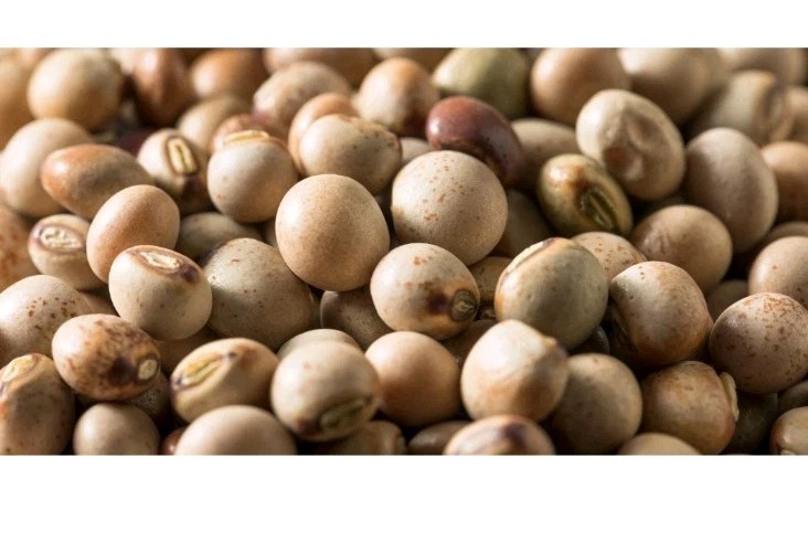 1/2 POUND Gandules Seeds (Pigeon Peas, cajanus cajan, frijoles), NON-GMO Organic