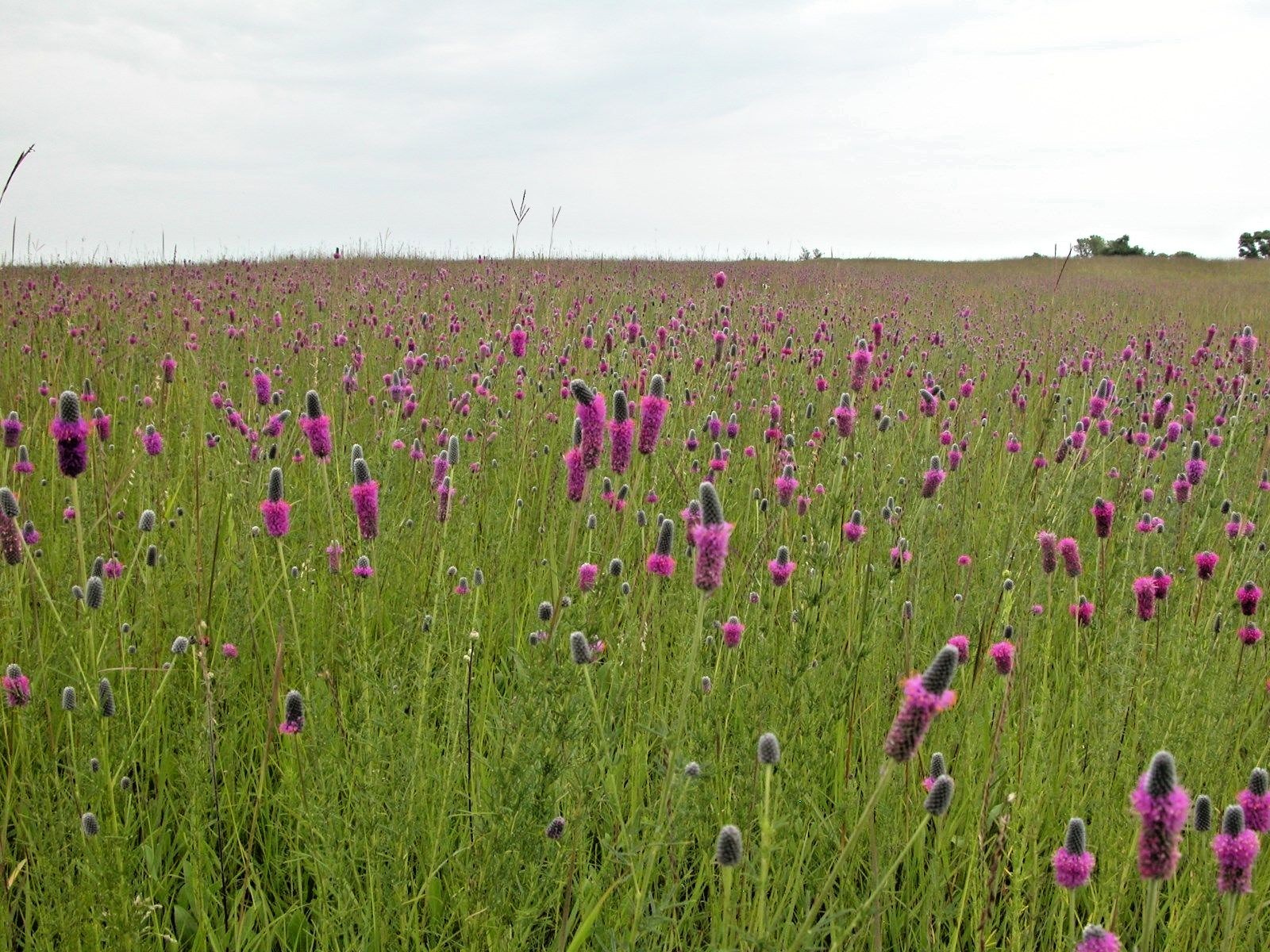 501+PURPLE PRAIRIE CLOVER Seeds Wildflower Nitrogen Fixing Drought Heat Cold