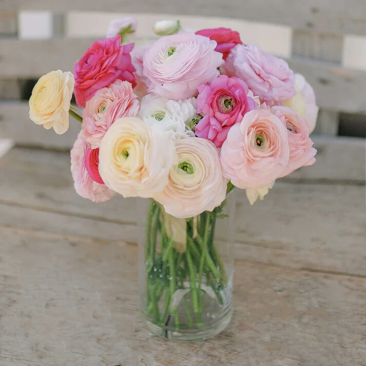 Ranunculus Flower Bulbs 15 Pink Corms Buttercup Peony Rose Bulb Wedding Flowers