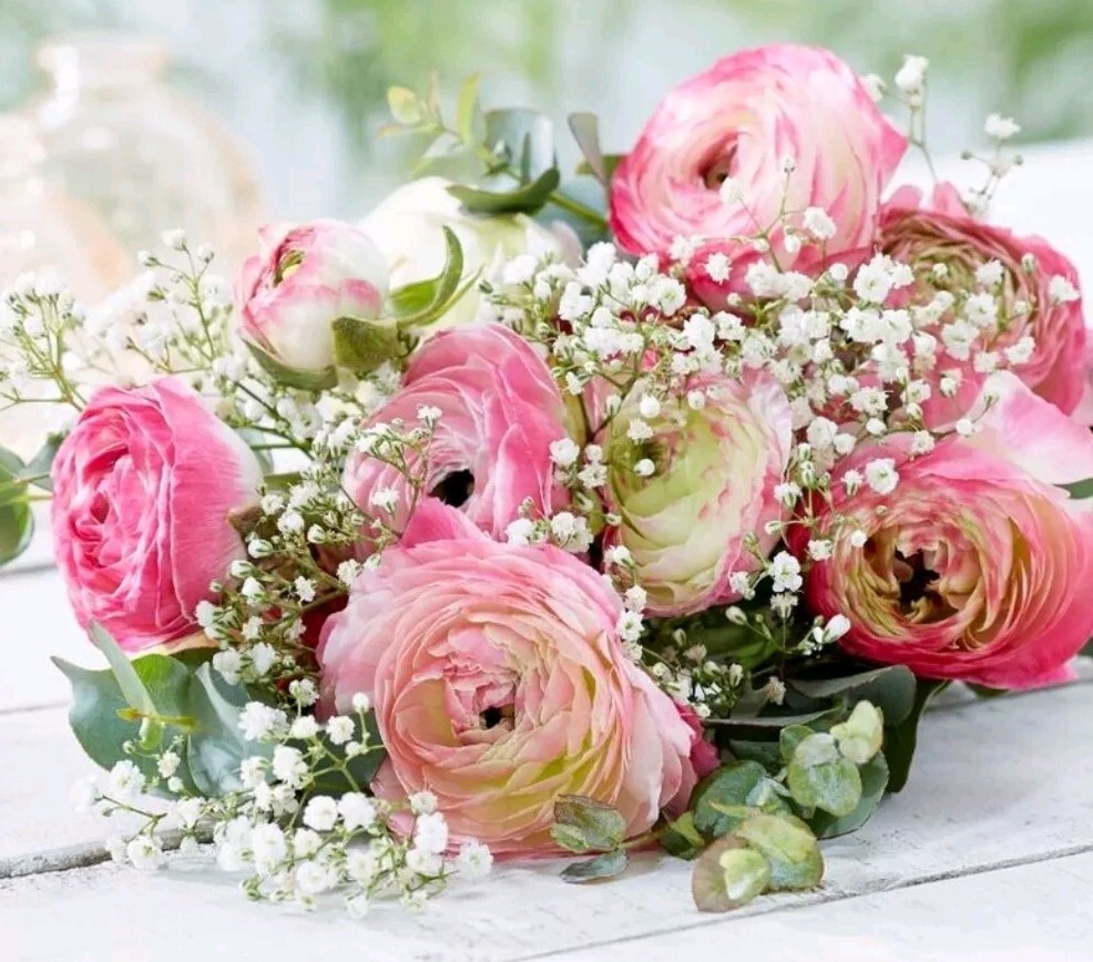 Ranunculus PINK 20 Bulbs Buttercup Peony Rose Corm Wedding Bouquet Flower Garden