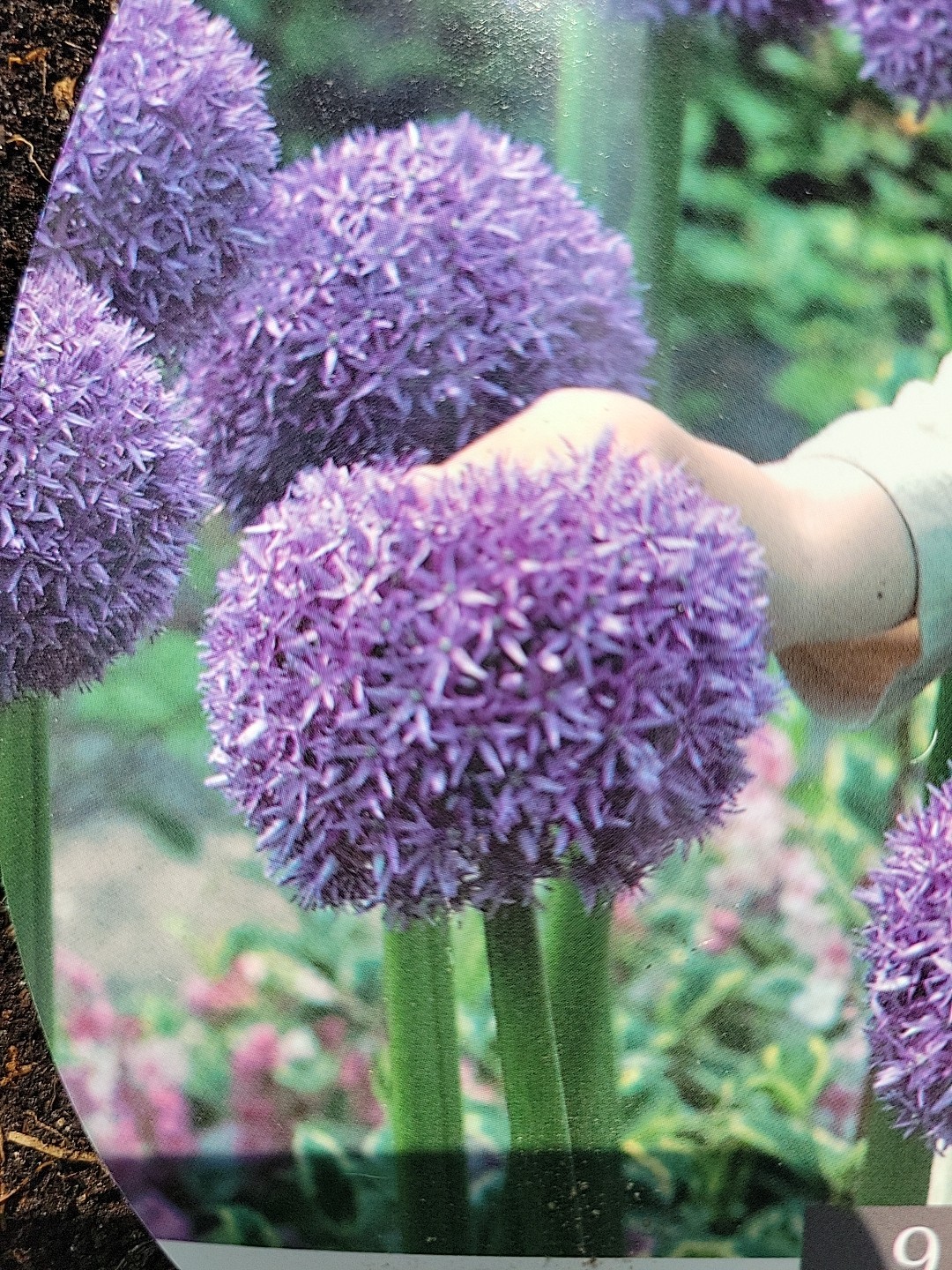 ALLIUM~GLADIATOR~FLOWER BULBS HARDY PERENNIAL GIANT PURPLE FLOWERS Bulb 6 Pcs