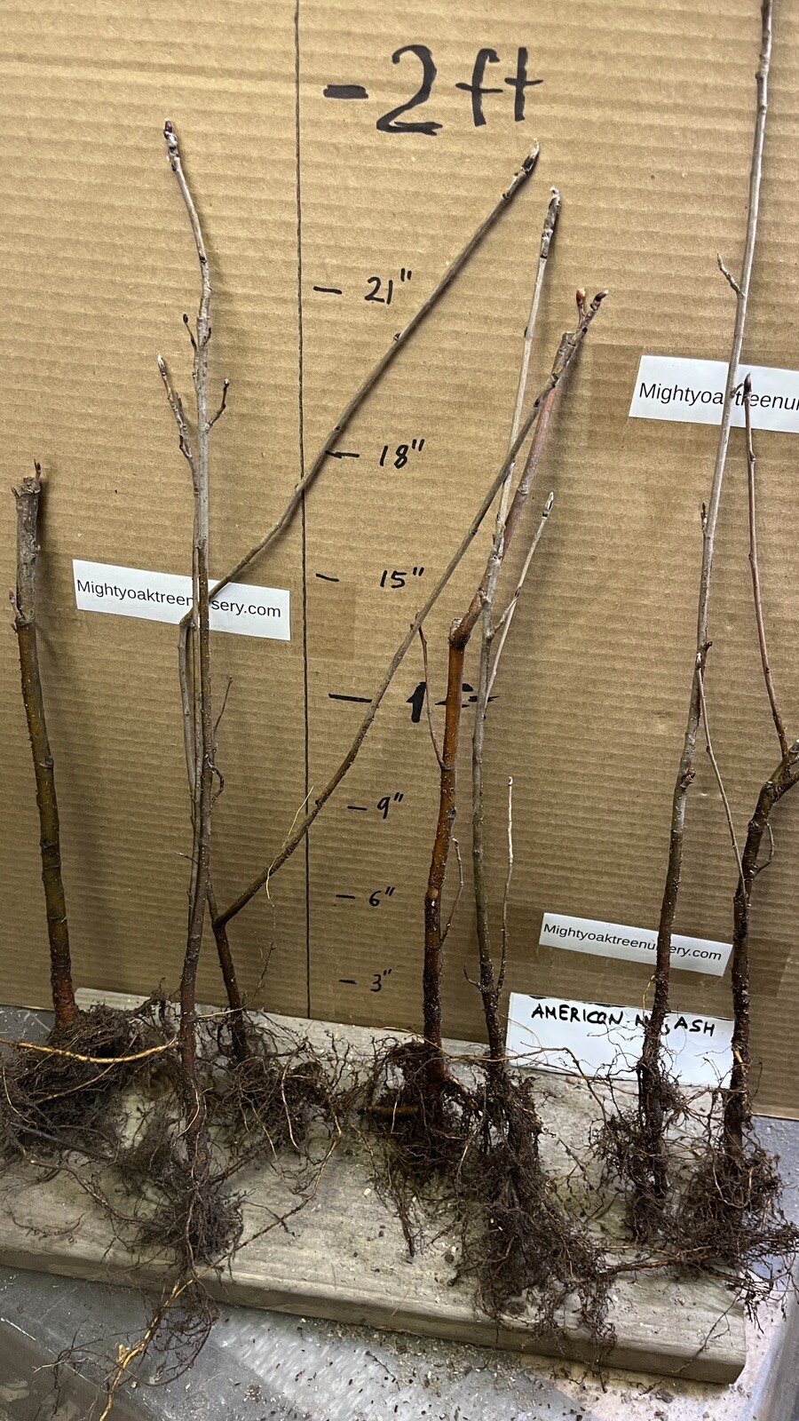 American Mountain Ash (Sorbus americana) 2-3 year old tree/seedling bare root